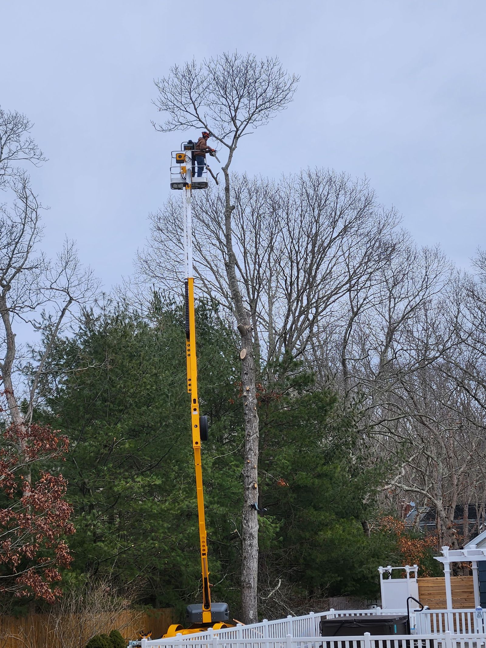 Bucket truck tree trimming and removal service in Eustis, FL