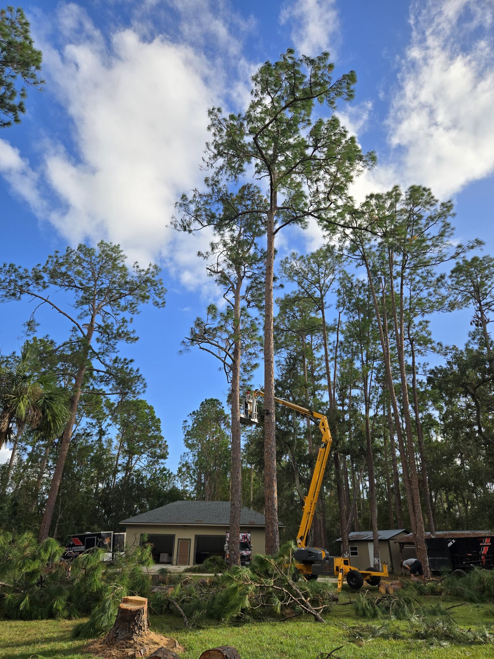 Pine tree removal with boom lift in Lake County, FL